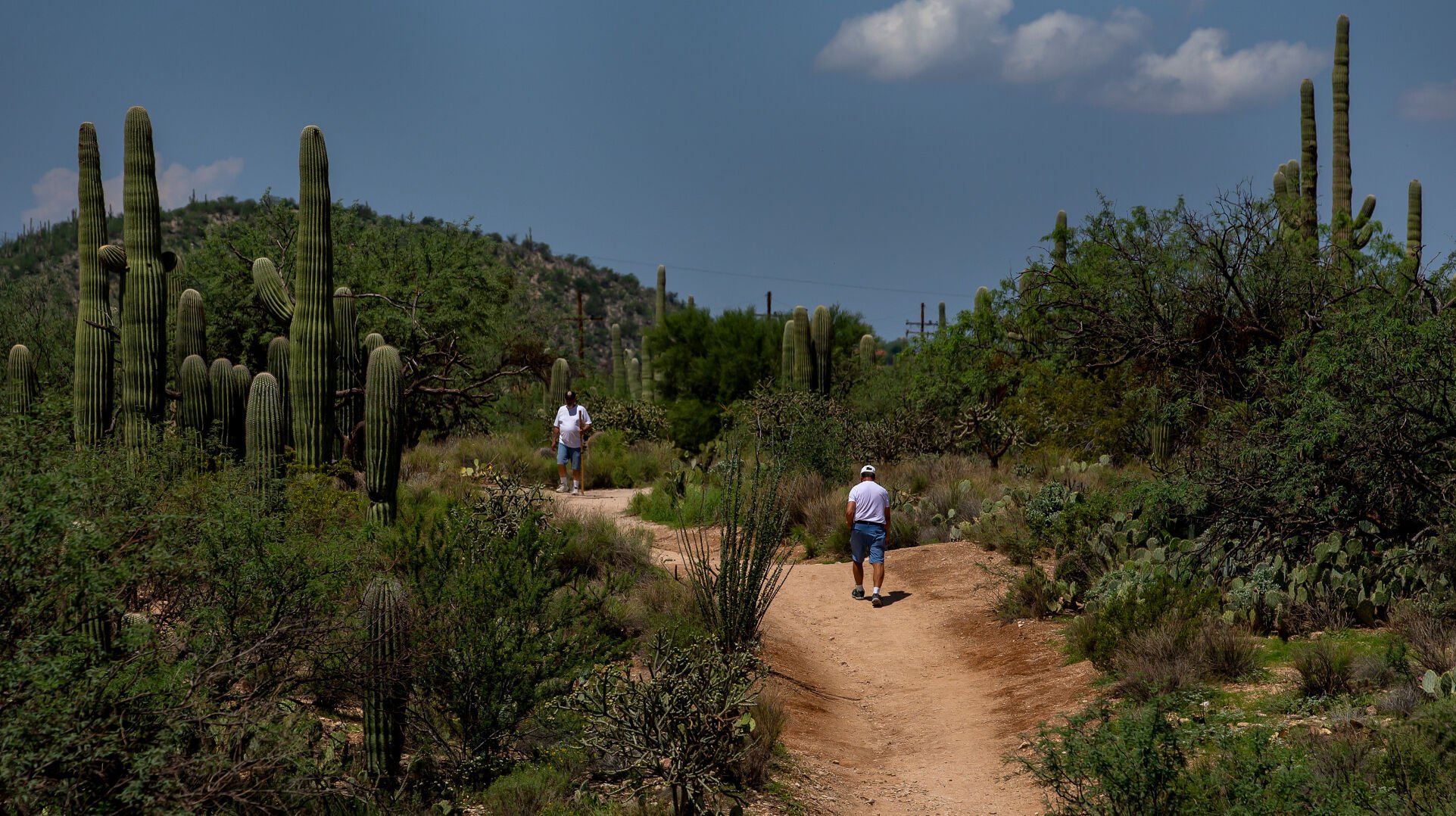 Sabino Creek